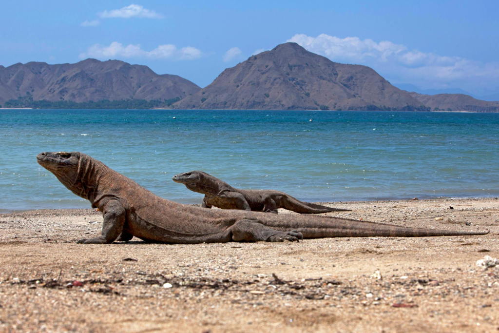 Pulau Komodo